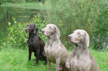 Murphy,Riley and Logan
