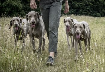 Walking to heel photo Andy Cox
