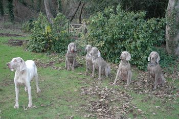 Cooper, the white ghost, breaking the sit stay
