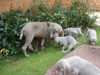 Sonny ( Litter April 2009) with pups
