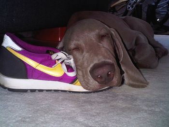 Nike dog
