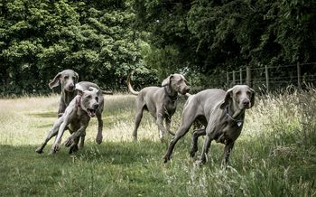 photo by Andy Cox Dog photography
