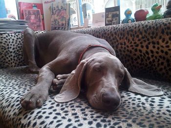 posing on hairdresser's couch
