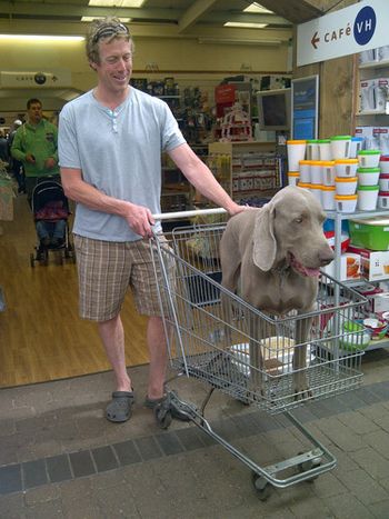 No dogs allowed in store unless in a trolley.
