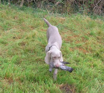 4 months retrieving bird
