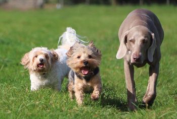 Ruby and pals.
