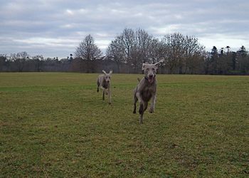 Out for a run
