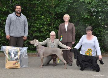 Casey winning BIS at S of E Gundog may 2011
