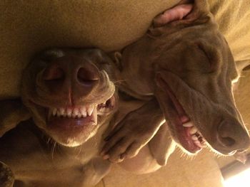 Grinning dogs

