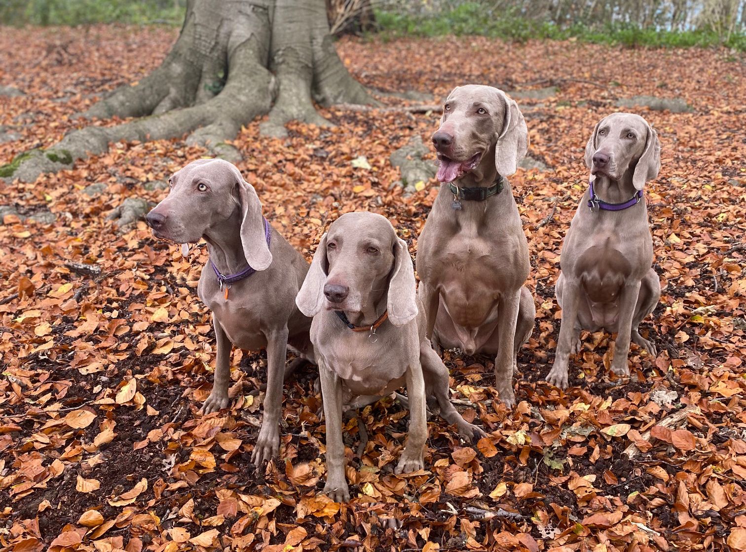 Champdogs weimaraners hot sale