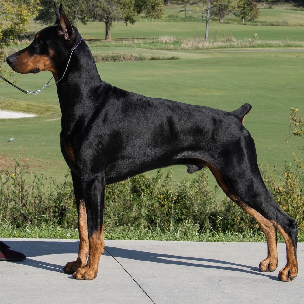 KSDobermans Nutrition & Supplements