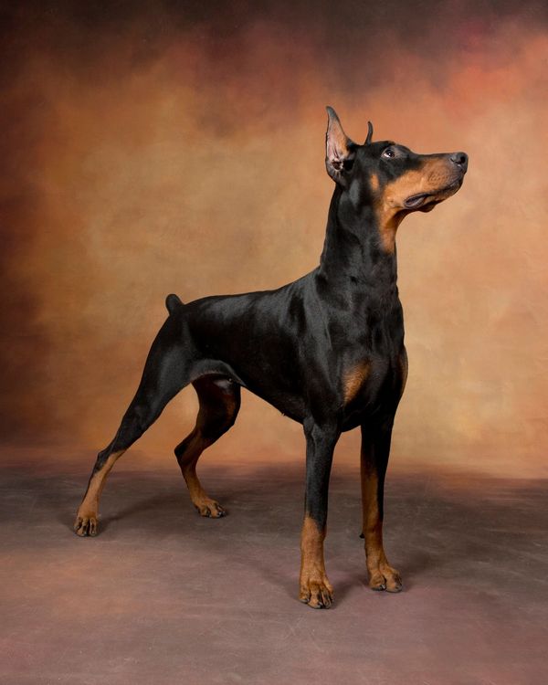 KSDobermans Pedigree