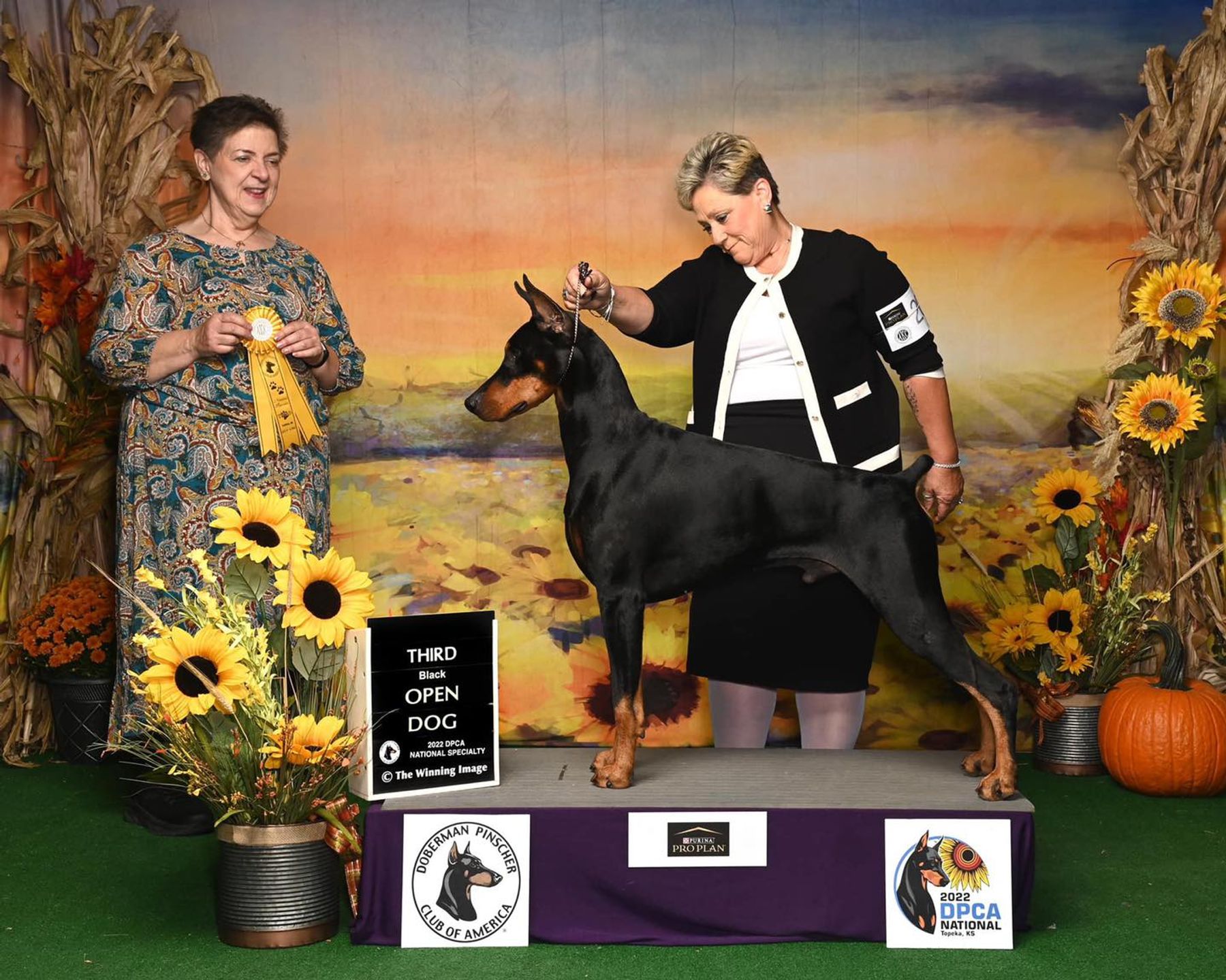 Show clearance doberman pinscher