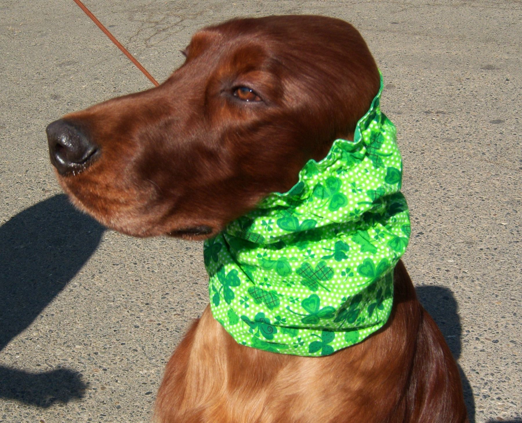 Snoods – Kasordon Cocker Spaniels