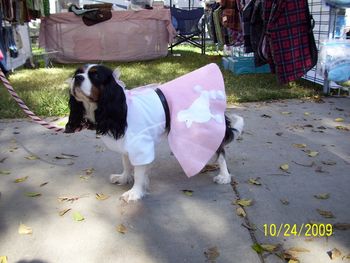 This is Lottie in a custom Halloween costume.
