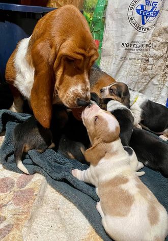 Basset hound mix store puppies