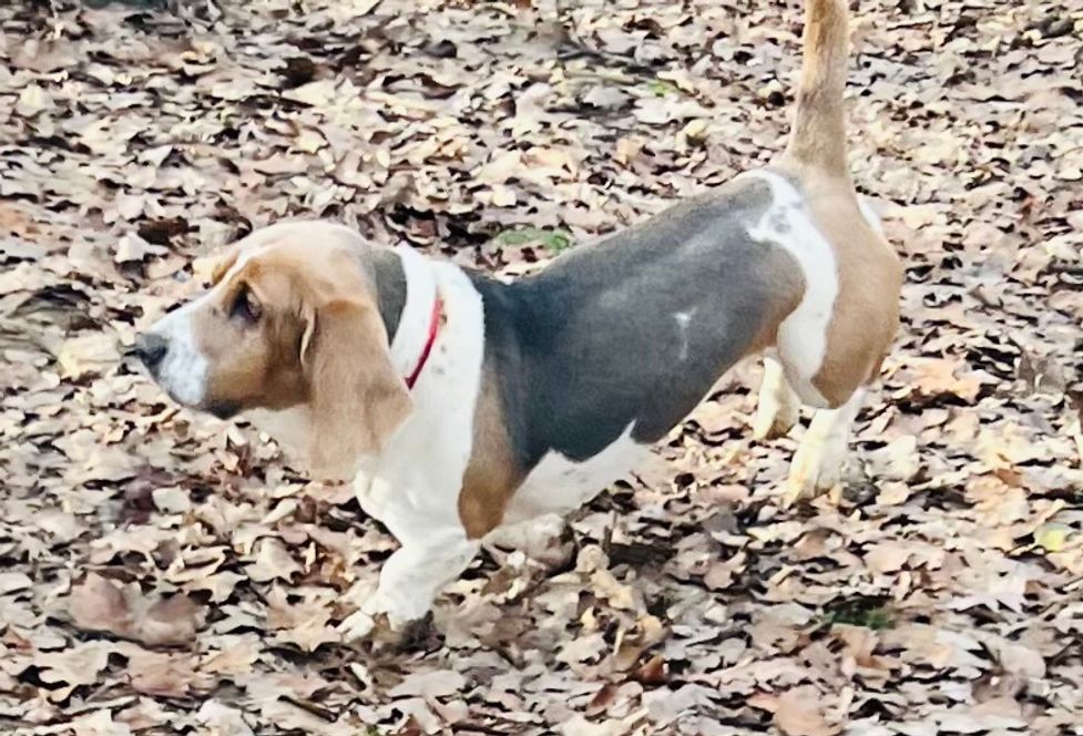 Beagle basset hound mix puppies hot sale for sale