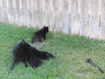 Mom Gossip feeding Sonnet and Reggie while Cally investigates.
