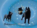 Schipperke Magic 12 Month Calendar