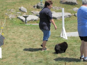 Ursula & MissC doing obedience work at a SchipNic.
