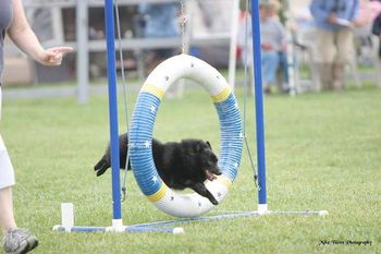 Magnum jumpin hoops for his owner Karen Cummings
