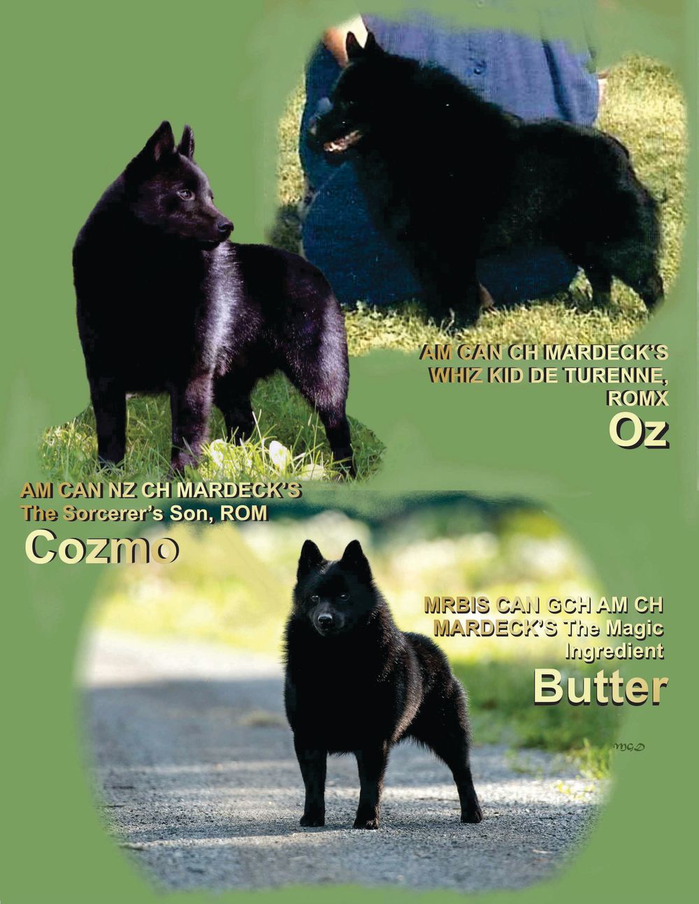 Schipperke breeders best sale