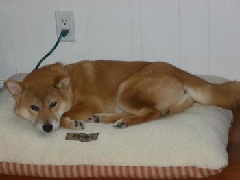 River in his new bed.
