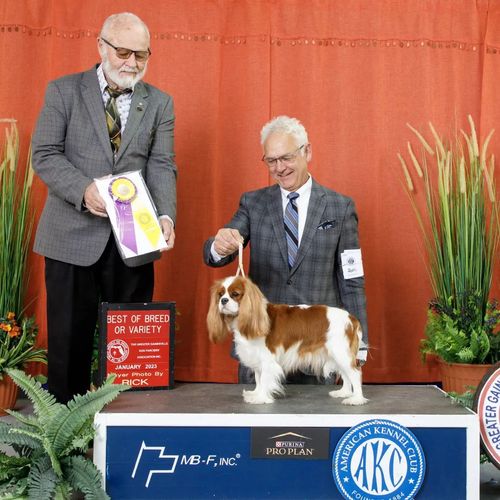 Duchess' BoB win shot from the Greater Gainesville Dog Fanciers Association show in Ocala, FL.