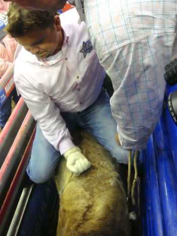 Stormy from GAC showing that steers who's boss!!!
