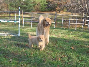 Gibbs & big sister Bella
