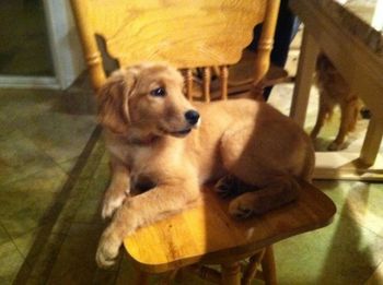 Pilot is safer on a bar stool than with 9 big Goldens running around. She was such a good girl at her first agility trial.
