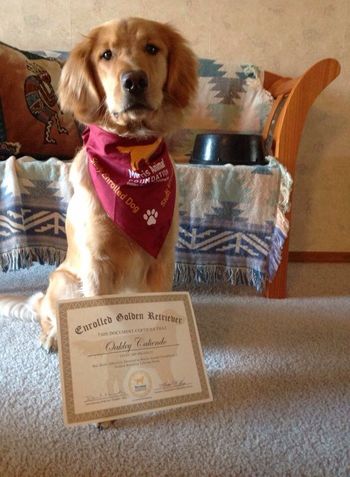 Oakley enrolled in the Morris Foundation - Golden Retriever Lifetime Study
