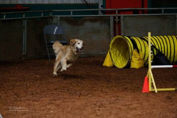 Check out Tate's smile!  GRCA National Specialty Oct 2013
