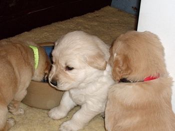 River, Splash, and Biscuit.
