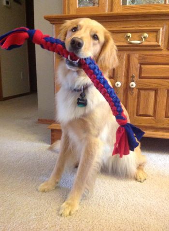 Oakley with her new tug that her mom made. May 24, 2015

