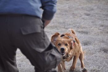 Pilot in her return to "show me" where the victim is in our search and rescue training. She excited. Can you tell.
