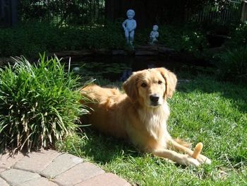 Lacey 2 years old and with her bone!
