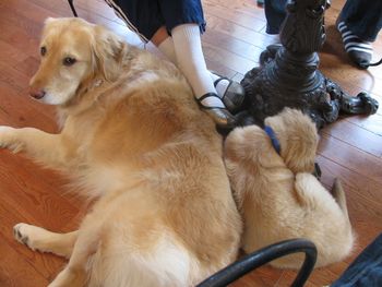 Riley came over to play and teach Gus a thing or two!
