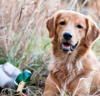 Red & decoy! Oct 2012 Photo by Nancy May
