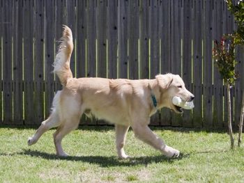 Max on the move with his bumper - 5/17/08
