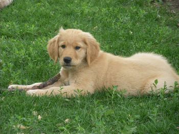 Jimi with his stick
