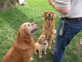 Look at that attention Green boy owned by Jane Berger
