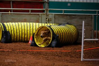 Red's agility debut at the GRCA National Specialty Oct 2013
