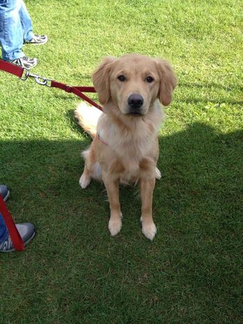 Hanging out at an agility trial
