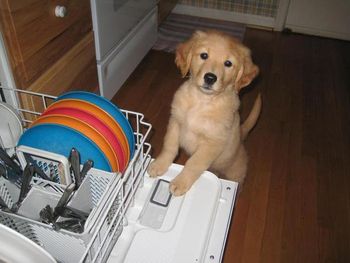 My new little helper, rinsing the dishes for me!!
