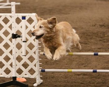 Tate starts his agility career at the age of 9 with Lori Perkins Agility pictures by Neider Arts Photography
