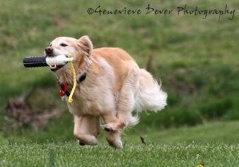 Tempi at Field Training! Genevieve Dever's Photos
