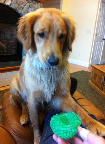 (cont'd) pulled the drain pipe from downspout, ripped up grass his dad patched, and now the ball.
