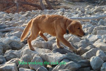 Search & Rescue dog in training!
