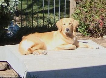 Lacey @ 8.5 months old. Debbie says she is starting to look like a big girl!
